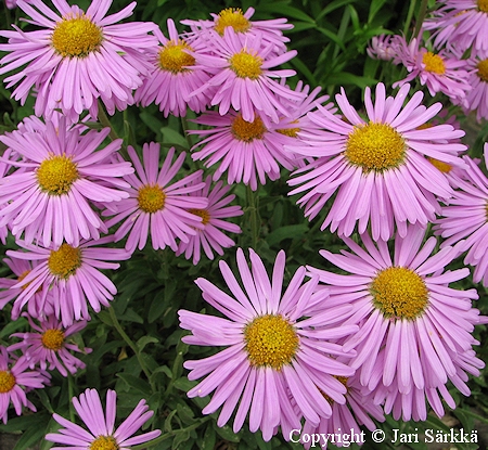  Aster alpinus 'Happy End', alppiasteri